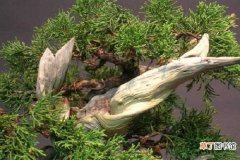 【种植】系鱼川真柏哪个品种好 种植及扦插方法