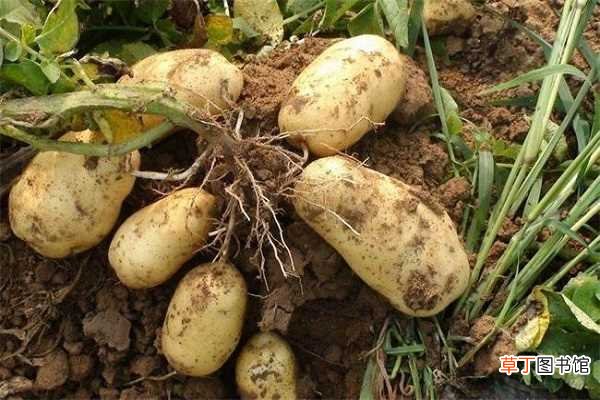【多】如何种土豆又大又多 种土豆施什么肥
