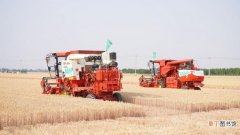江北“吨粮首县”30.9万亩小麦全面开镰 小麦单产曾连续11年全省第一