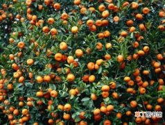 基本知识 【养殖方法】桔子树的养殖方法 养殖桔子树的注意事项
