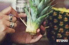【种植方法】菠萝种植方法 菠萝树种植方法