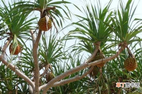 【种植方法】菠萝种植方法 菠萝树种植方法