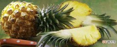 【种植】菠萝种植几年才能结果：菠萝种植3～4年才能结果 菠萝采摘后还能再生