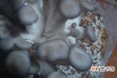 【蘑菇】蘑菇桩怎么养