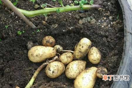 【种植】马铃薯什么时候种植最好，怎么种植