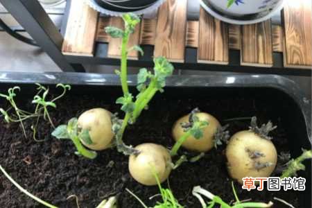 【种植】马铃薯什么时候种植最好，怎么种植