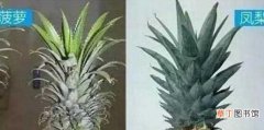 【凤梨】菠萝和凤梨的区别，六个方面教你如何区分：叶子形状 包头大小