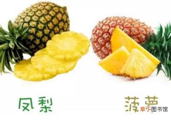 【凤梨】菠萝和凤梨的区别，六个方面教你如何区分：叶子形状 包头大小