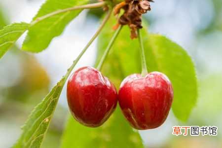 【桃】樱桃子的种植方法