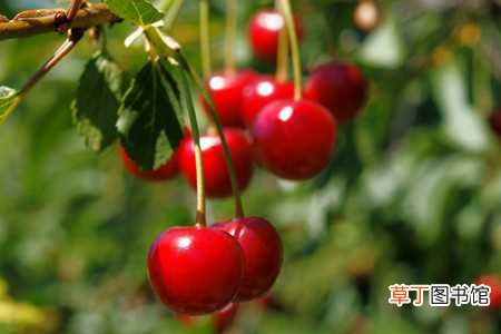 【桃】樱桃子的种植方法