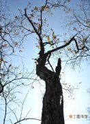【树叶】为什么树木越高树叶就越小：经研究发现树叶大小与树木高度密切相关
