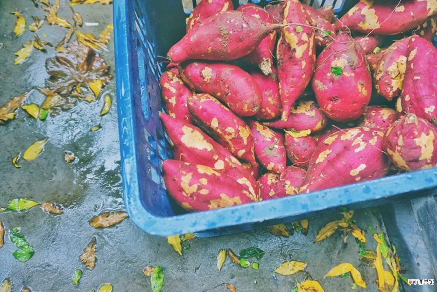 【越冬】红薯藤沙藏越冬扦插法