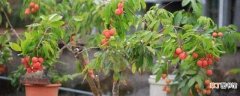 【荔枝】盆栽荔枝的养殖方法：光照控温 水肥管理