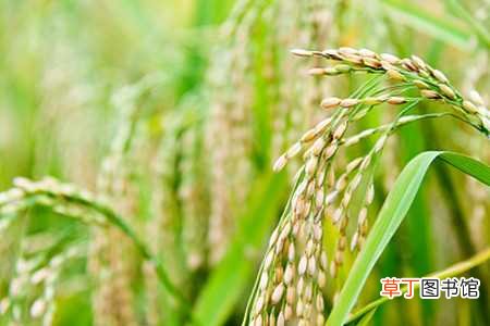 【水稻】水稻怎么种在小盆里
