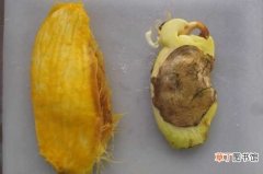 【盆栽】芒果核盆栽栽种方法