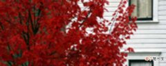 【树】小叶红豆树为什么会变色