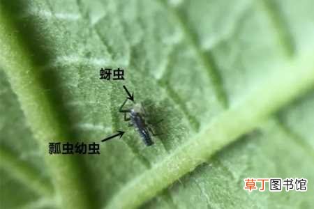 【方法】防治害虫的三种方法