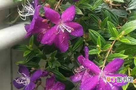 【养殖方法】紫蝴蝶的养殖方法和注意事项