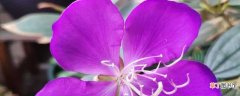 【养殖方法】紫蝴蝶的养殖方法和注意事项