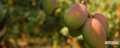 【种子】芒果种子怎么种植：种子处理 选择土壤