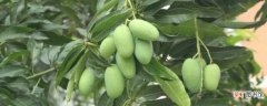 【芒果】北方芒果盆栽种植方法：种植时间 种子处理