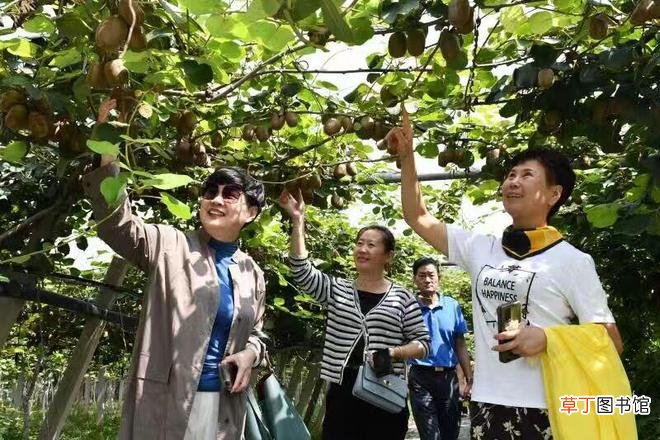 青州市庙子镇：大力发展特色农业全力推动乡村振兴