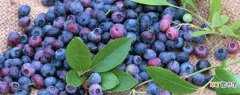 【种植】蓝莓的种植与栽培：土壤需求 定值选苗