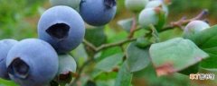 【冬天】蓝莓冬天如何过冬：堆雪防寒 埋土防寒