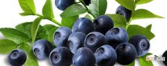 【蓝莓】种植蓝莓5年可收益
