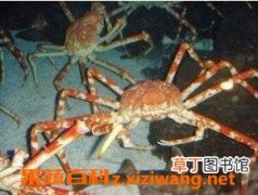 【作用】蜘蛛蟹的功效与作用 蜘蛛蟹的营养价值