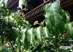 【果树】黄皮果树叶功效与作用，助消化增强抵抗力还能治感冒：黄皮果树叶的