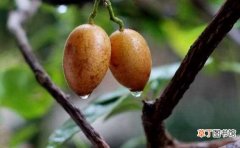 【吃】黄皮果怎么吃，教你吃黄皮果的四种方法与食用禁忌：黄皮果的四种吃法