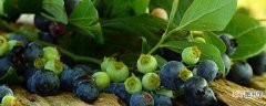 【蓝莓】盆栽蓝莓的种植方法：种植时间 种子处理