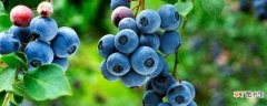 【月份】蓝莓6～7月份成熟