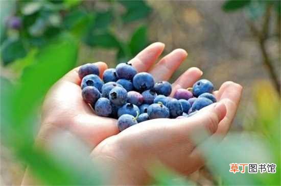 【健康】买来的盒装蓝莓要洗吗，要洗/以免残留农药影响健康：买来的盒装蓝莓要洗 蓝莓表皮的白霜可以吃