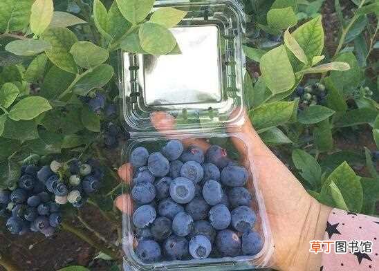 【吃】蓝莓一次吃125g会死吗，不会/一天吃20颗最好：蓝莓一次吃125g不会死 蓝莓吃多了的后果