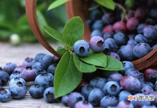 不上火/凉性 【上火】蓝莓上火吗，蓝莓是热性还是凉性：蓝莓是凉性的不上火 吃蓝莓的好处