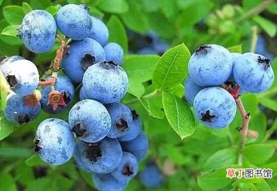 不上火/凉性 【上火】蓝莓上火吗，蓝莓是热性还是凉性：蓝莓是凉性的不上火 吃蓝莓的好处