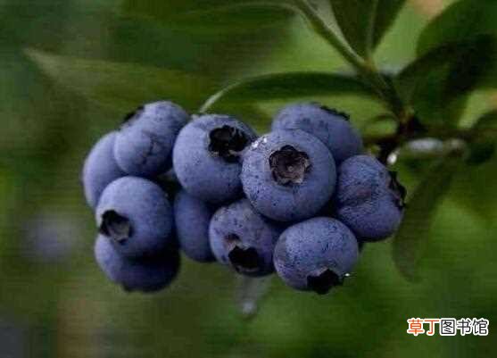 【吃】蓝莓一天吃多少为宜，一般吃6～10颗/最多不超过20颗：蓝莓一天吃6～10颗为宜 蓝莓吃多了的3种后果