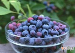 【吃】蓝莓一天吃多少为宜，一般吃6～10颗/最多不超过20颗：蓝莓一天吃6～1