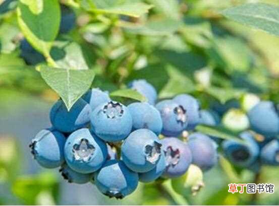 【功效】蓝莓的功效与作用禁忌，预防疾病美容瘦身又可抗衰老：蓝莓的3种功效 蓝莓的3种作用