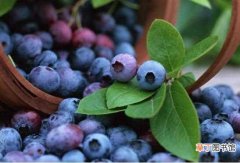 【功效】蓝莓酒的功效与作用，改善视力抗菌消炎还能美容养颜：蓝莓酒的功效