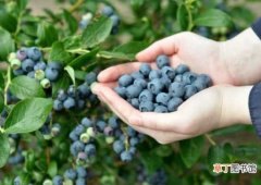 【种植】蓝莓的基础知识 种植盆栽蓝莓的条件