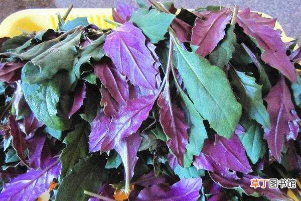 【种植】紫背菜什么时候种植 怎么种产量高