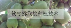 【桃】软枣猕猴桃种植技术是什么