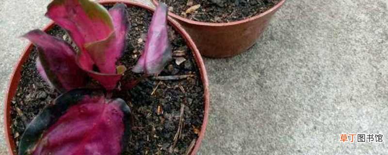 【竹芋】红美丽竹芋的养殖方法和注意事项