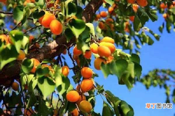 【树】杏树种子怎样种能发芽 杏树开花后可以浇水吗
