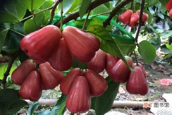 【种植】广东种植的热带水果有哪些