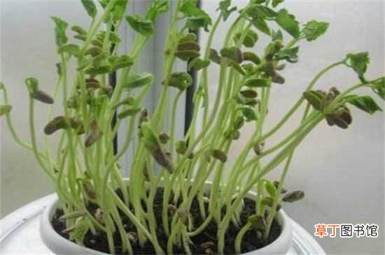 【播种】豆芽的生长过程变化，播种后发芽成长至采收