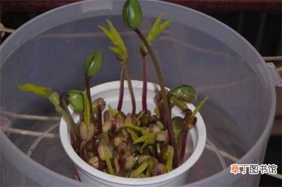 【播种】豆芽的生长过程变化，播种后发芽成长至采收